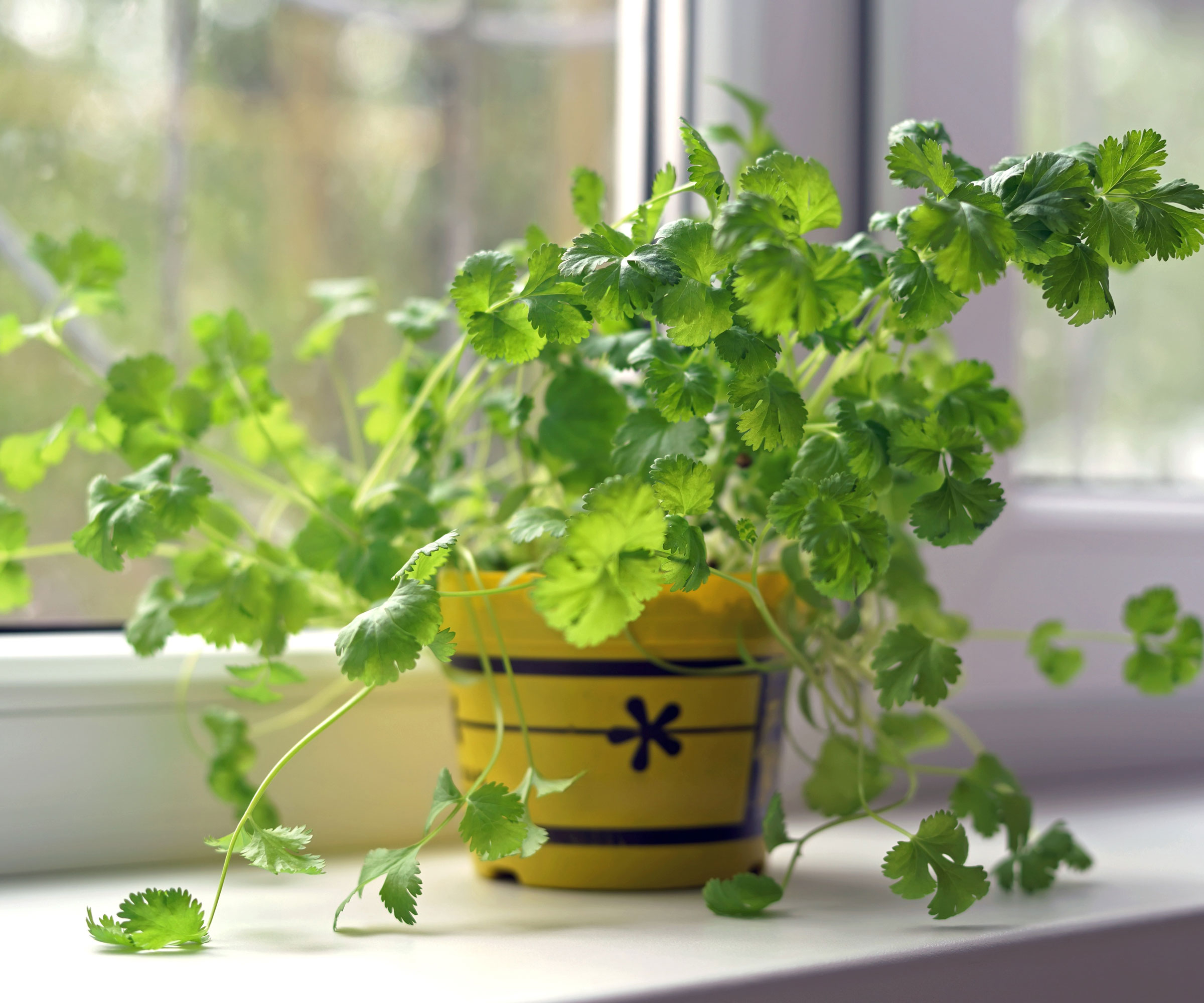 cilantro growing in yellow pot on kitchen window