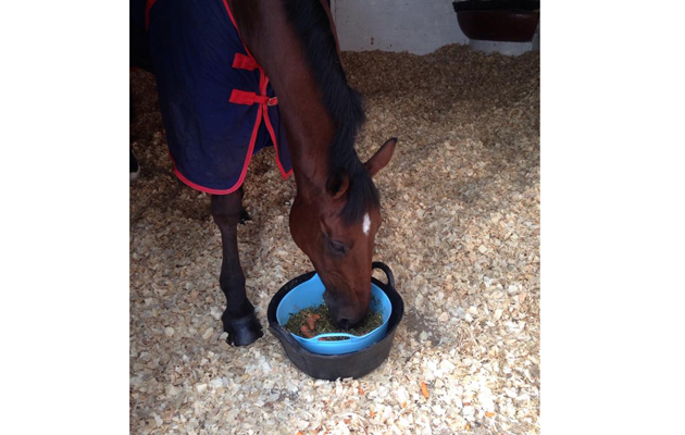 Hilly tucking into his dinner in quarantine