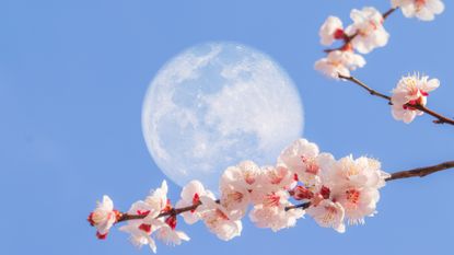 Full Moon April 2023: Beautiful apricot flowers and super moon with the blue sky background.