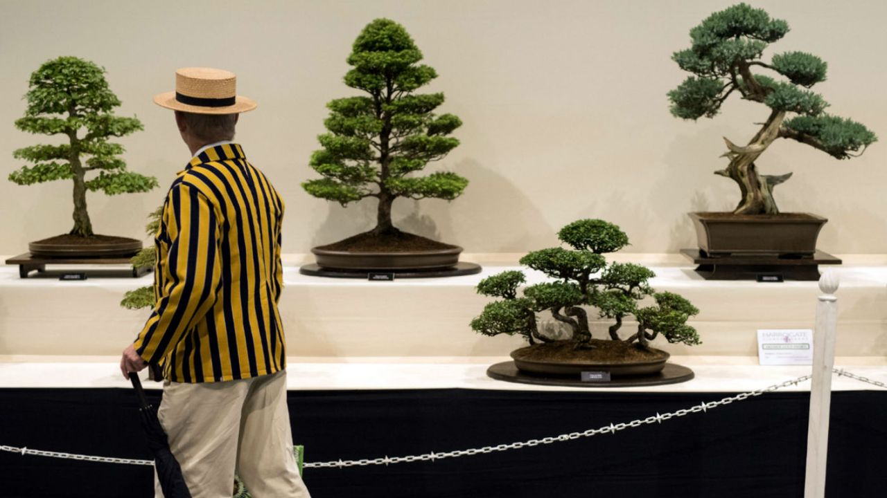 bonsai trees