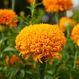 Marigold, Mission Giant Orange Hybrid