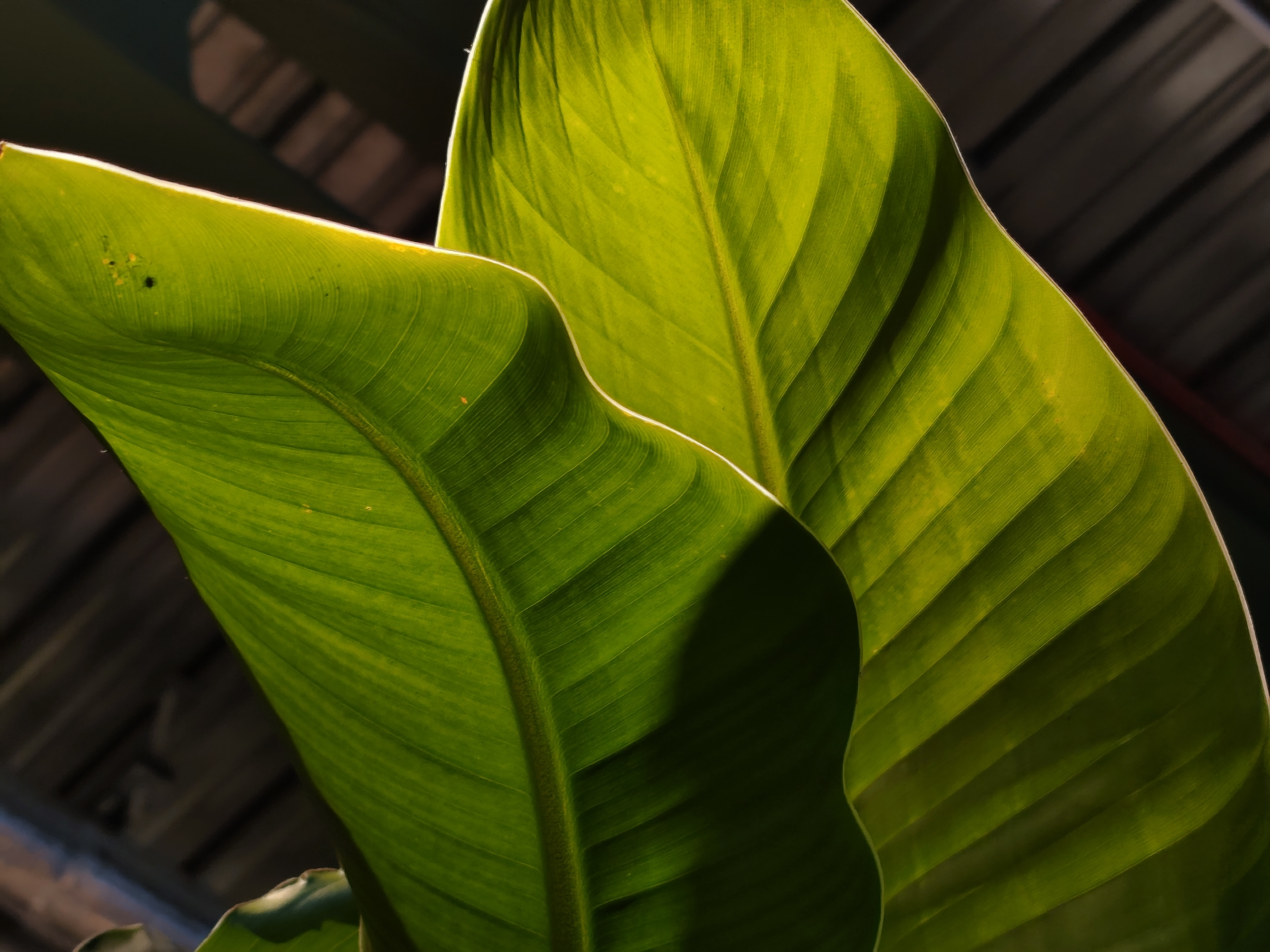 Xiaomi Redmi Note 15 Pro Plus camera sample leaves 4x zoom