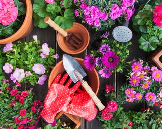 Gardening gloves and flowers
