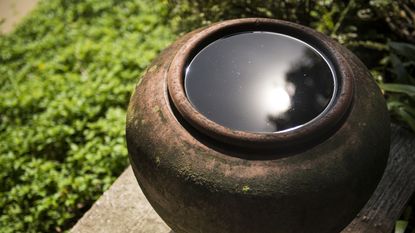 Terracotta pot covered with some moss containing rainwater