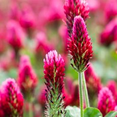 crimson clover plants in garden with red flowers