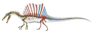 Digital skeletal reconstruction and transparent flesh outline of Spinosaurus aegyptiacus.