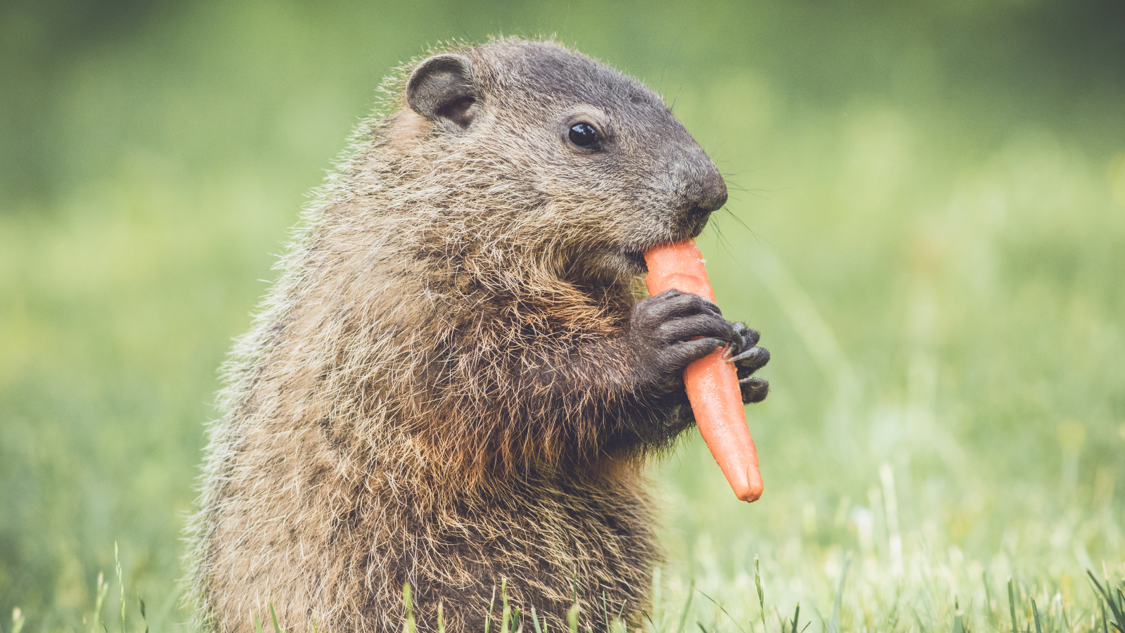 Young groundhog with carrot in mouth standing upright in vintage garden setting