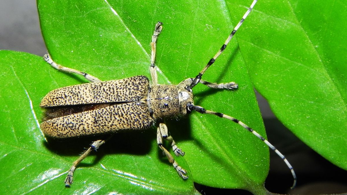 5 New Types Of Pests That Will Plague Gardens This Summer | Gardening