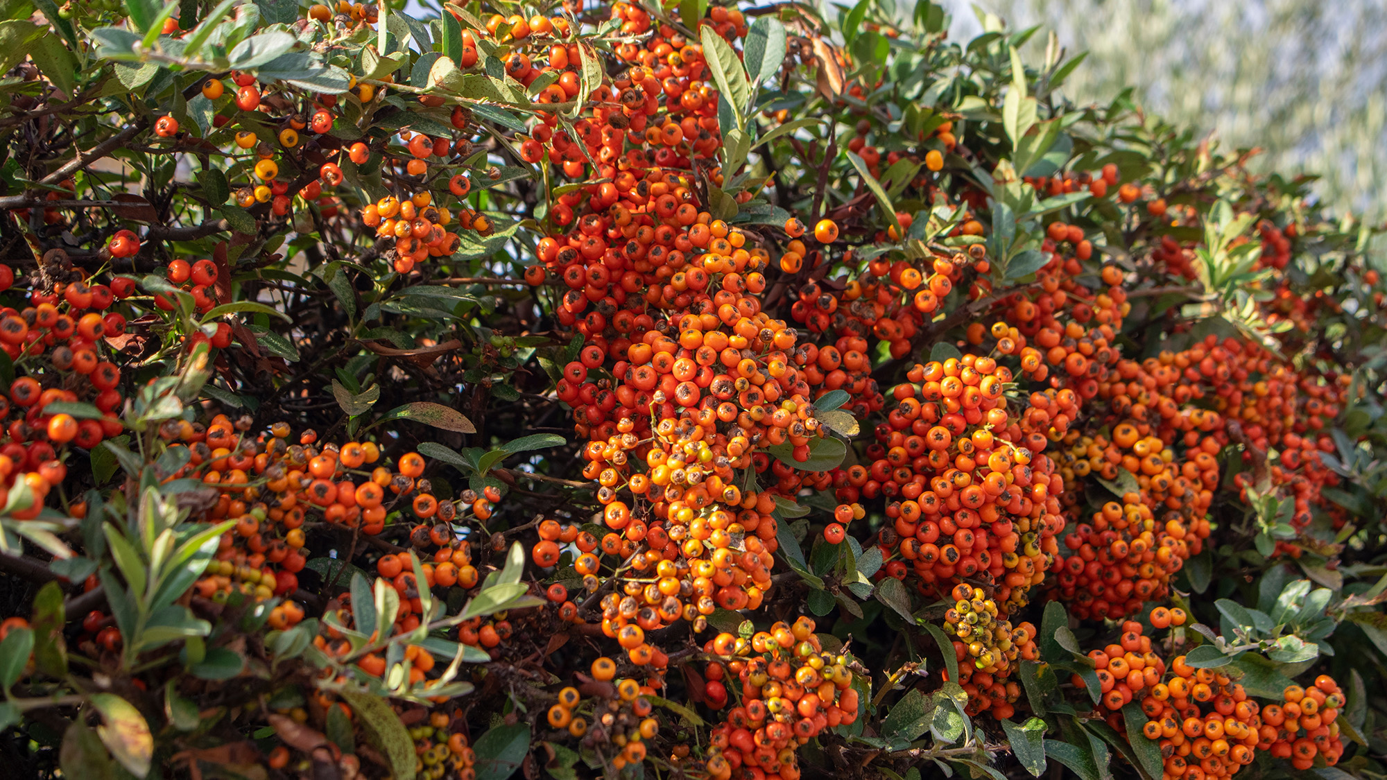 Pyracantha