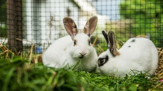 Two rabbits sitting inside hutch