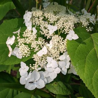 White Viburnum Prunifolium in full bloom