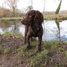 Wilf the cocker spaniel