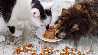 Two cats eating wet cat food