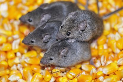 mice, corn, fda, food defect