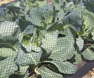 Plastic netting over cabbage plants