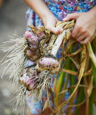 person holding a bunch of freshly harvested garlic