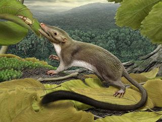 Scientists reconstructed this creature — called a "hypothetical ancestor," because no fossils of it exist — by using a computer program called MorphoBank to generate a roster of traits representing DNA and morphological data from known placental mammals,