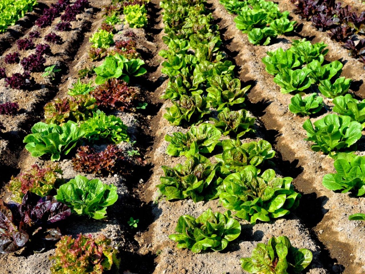 Succession Planting Of Vegetables In The Garden