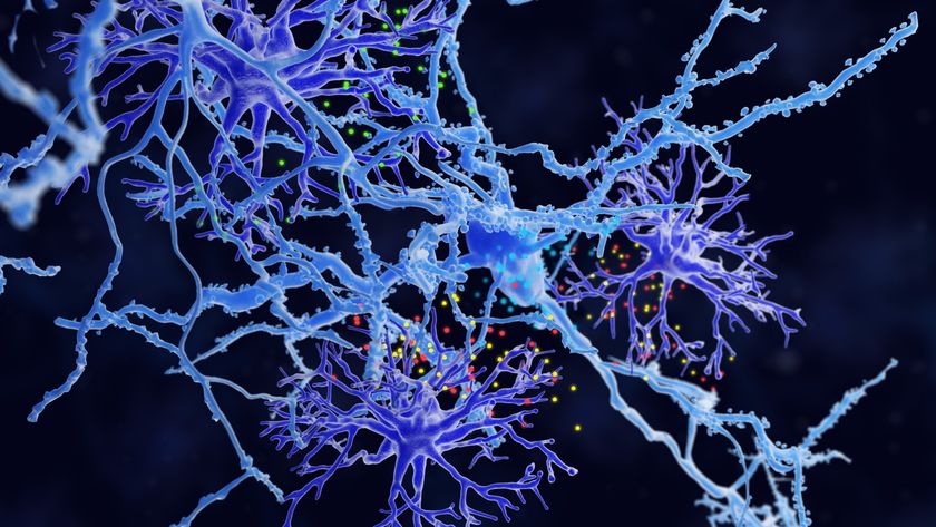 A stock illustration of astrocytes (in purple) interacting with neurons (in blue) 