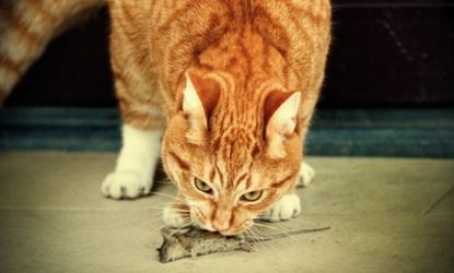 A house cat and its prize: Researchers found domestic felines kill an average of 2.1 critters per week, seemingly just for the fun of it. 