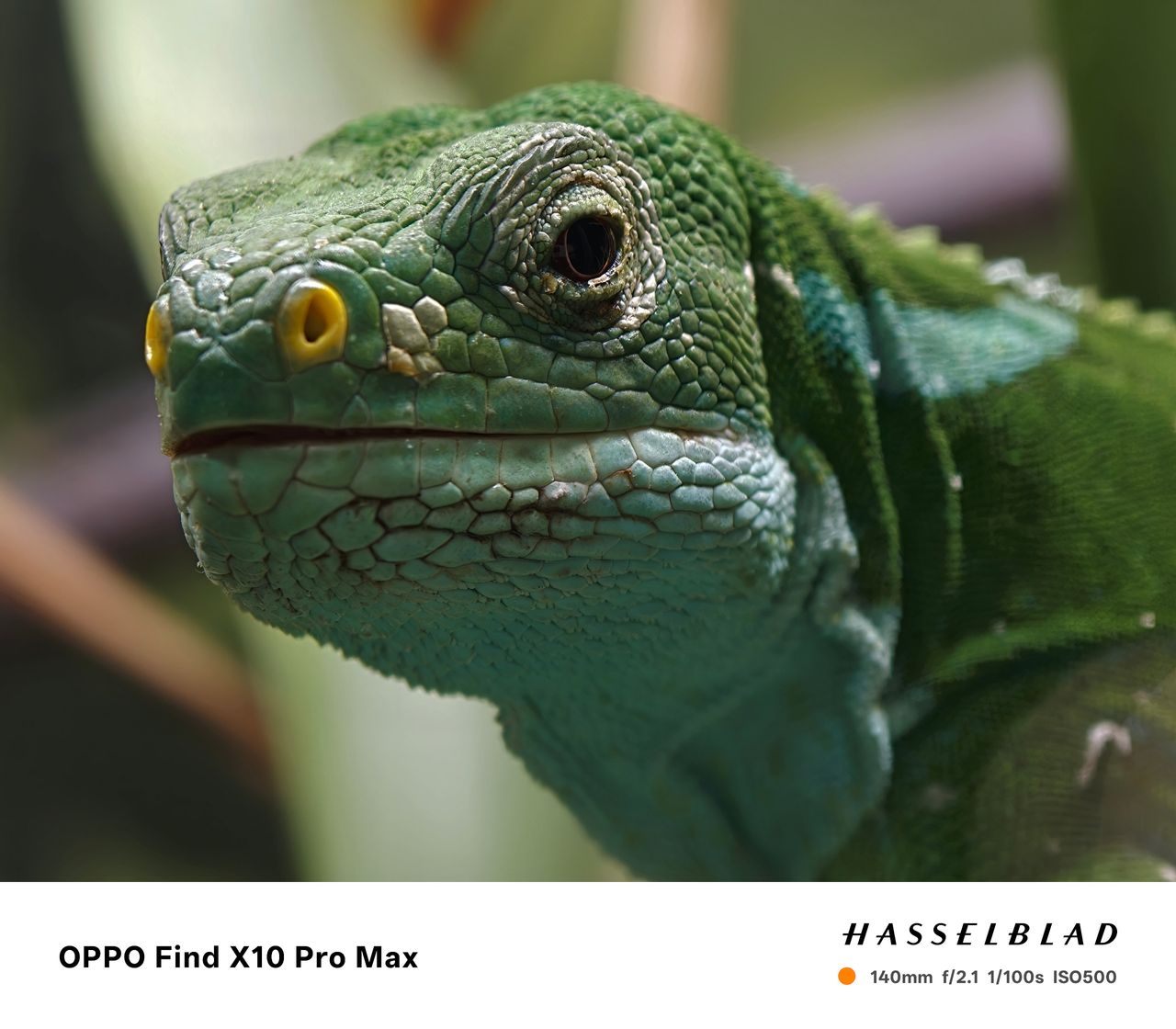 Sample photo taken on the Oppo Find X10 Pro Max