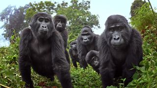 A mountain gorilla family in Uganda peers into the "spy" camera.