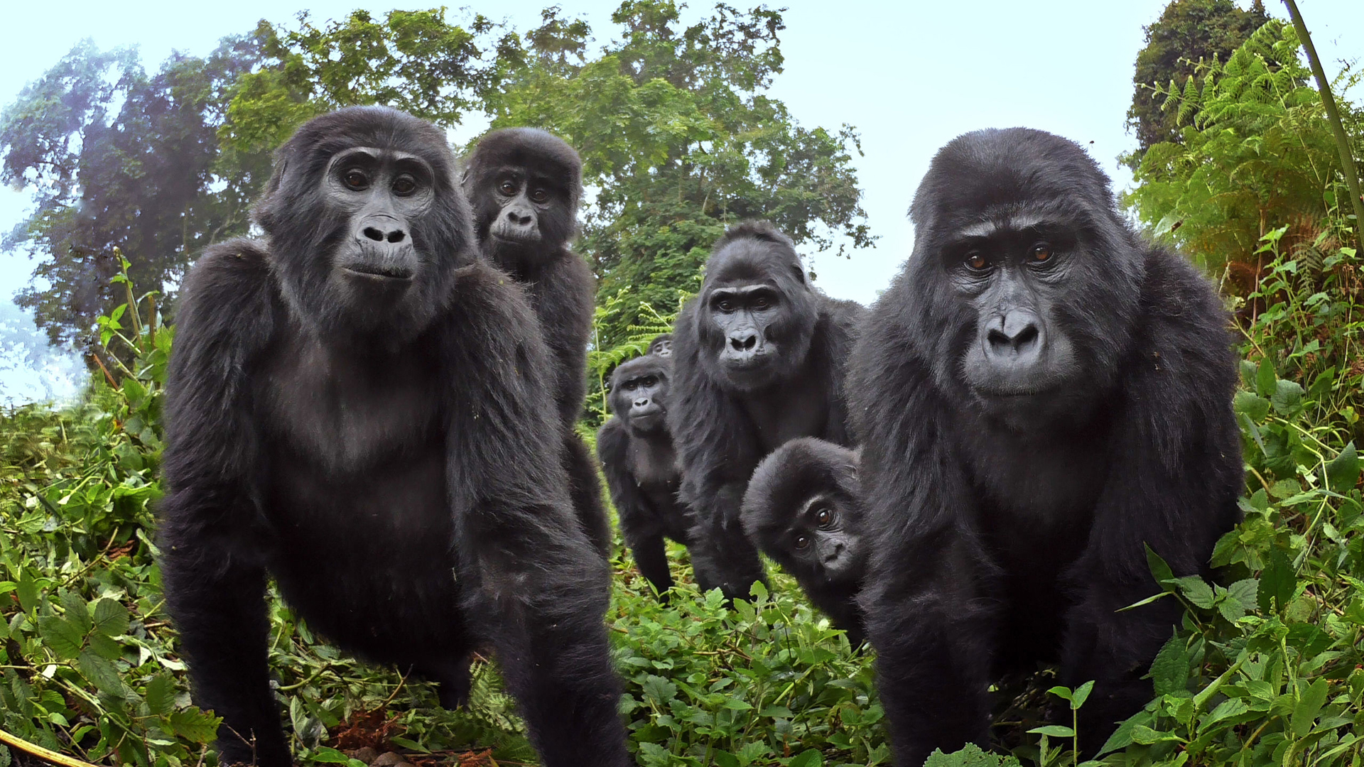 Robot 'spy' gorilla records wild gorillas singing and farting ...