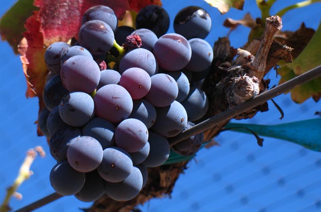 International Grenache Day