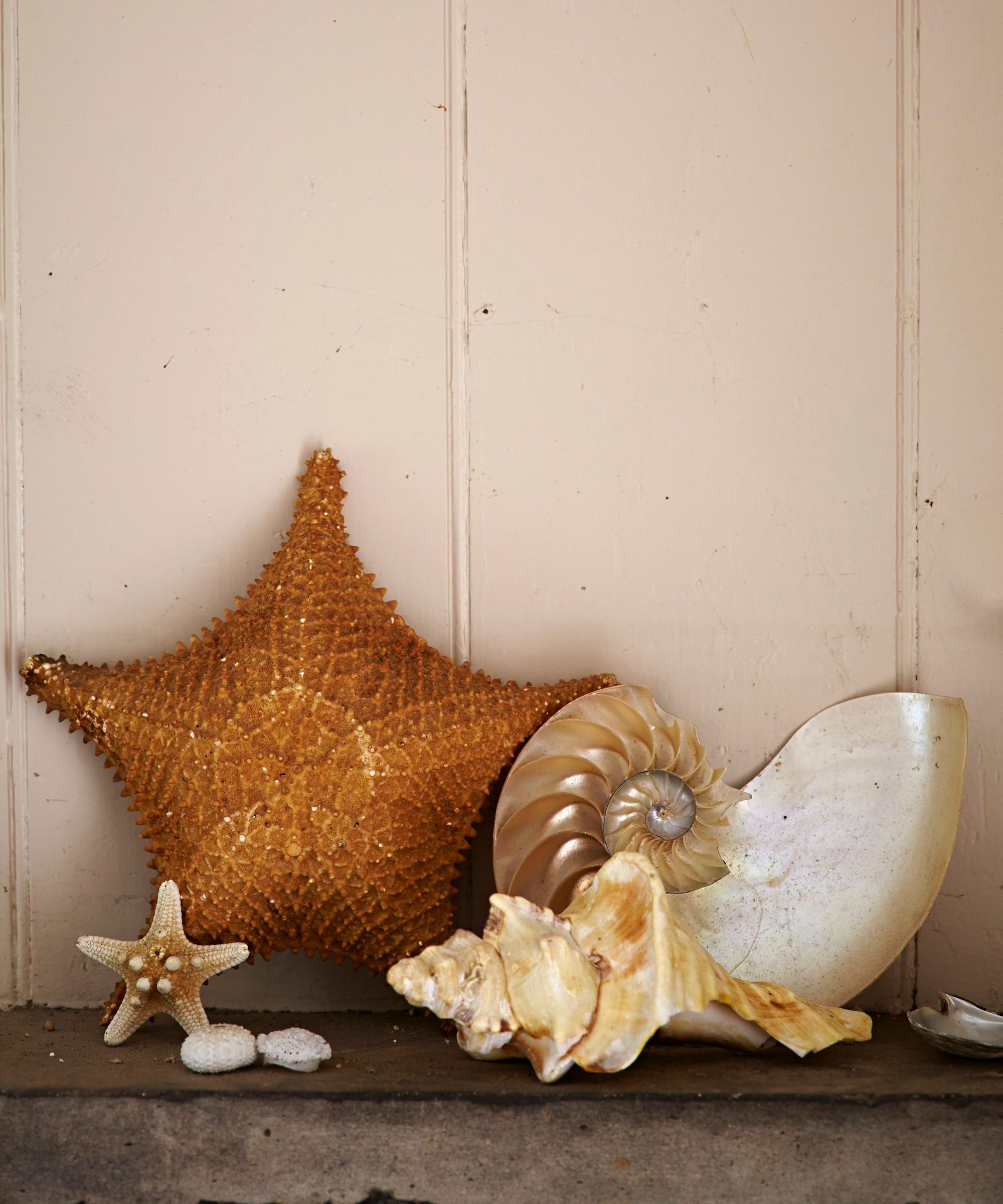 Collection of sea shells on a shelf