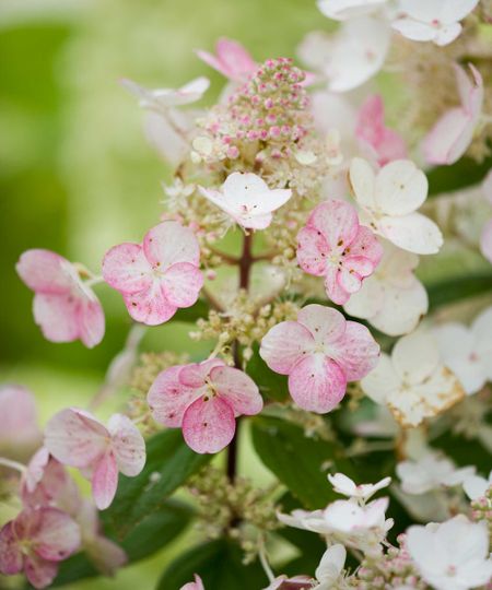 close-up of hydrangea paniculata flower