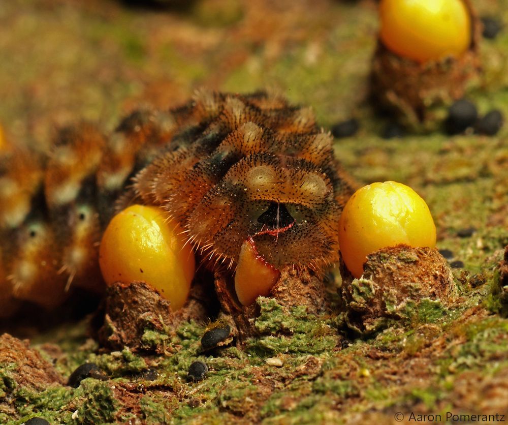 parasitic bulb being eaten by a caterpillar