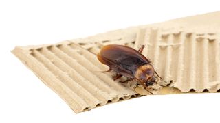 A roach sitting on cardboard