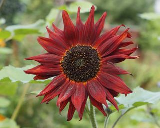 'Velvet Queen' sunflower