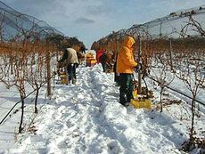 icewine