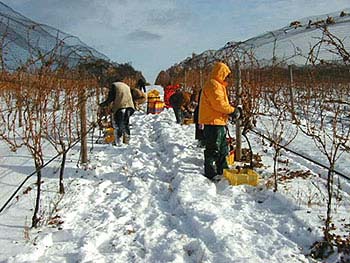 icewine