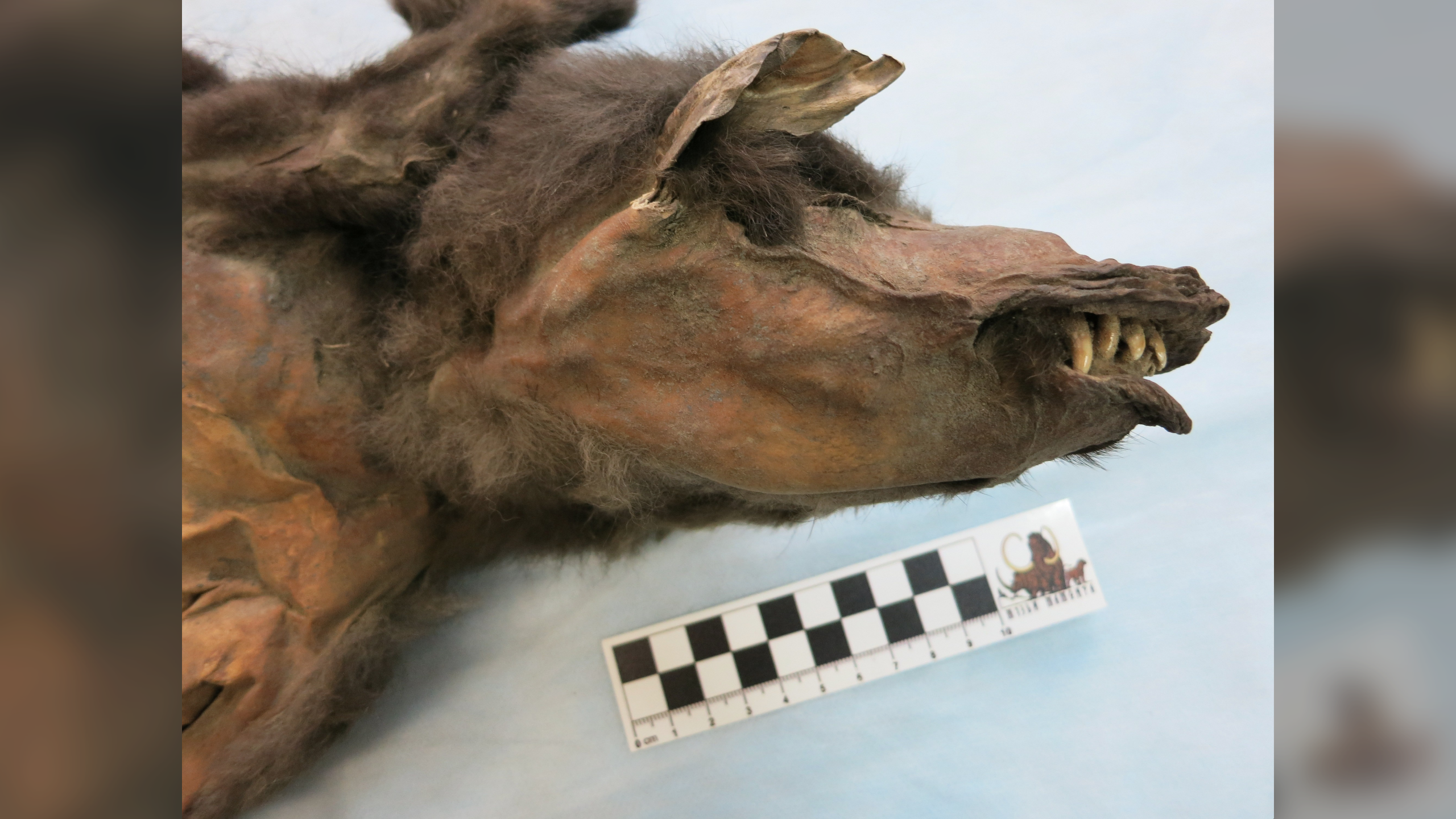 the head of a mummified ancient wolf