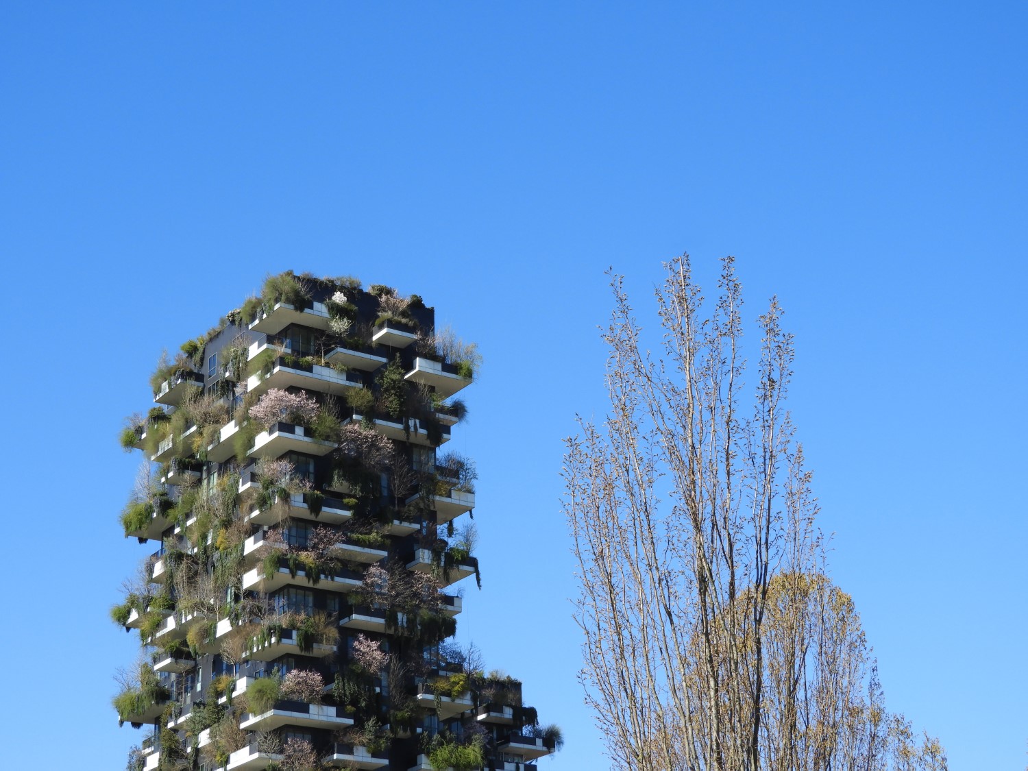 Nicola olic photography bosco verticale