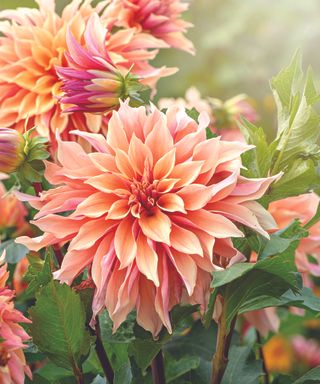 Close-up image of the beautiful peach coloured Decorative Dahlia flower also known as a Dinner Plate Dahlia