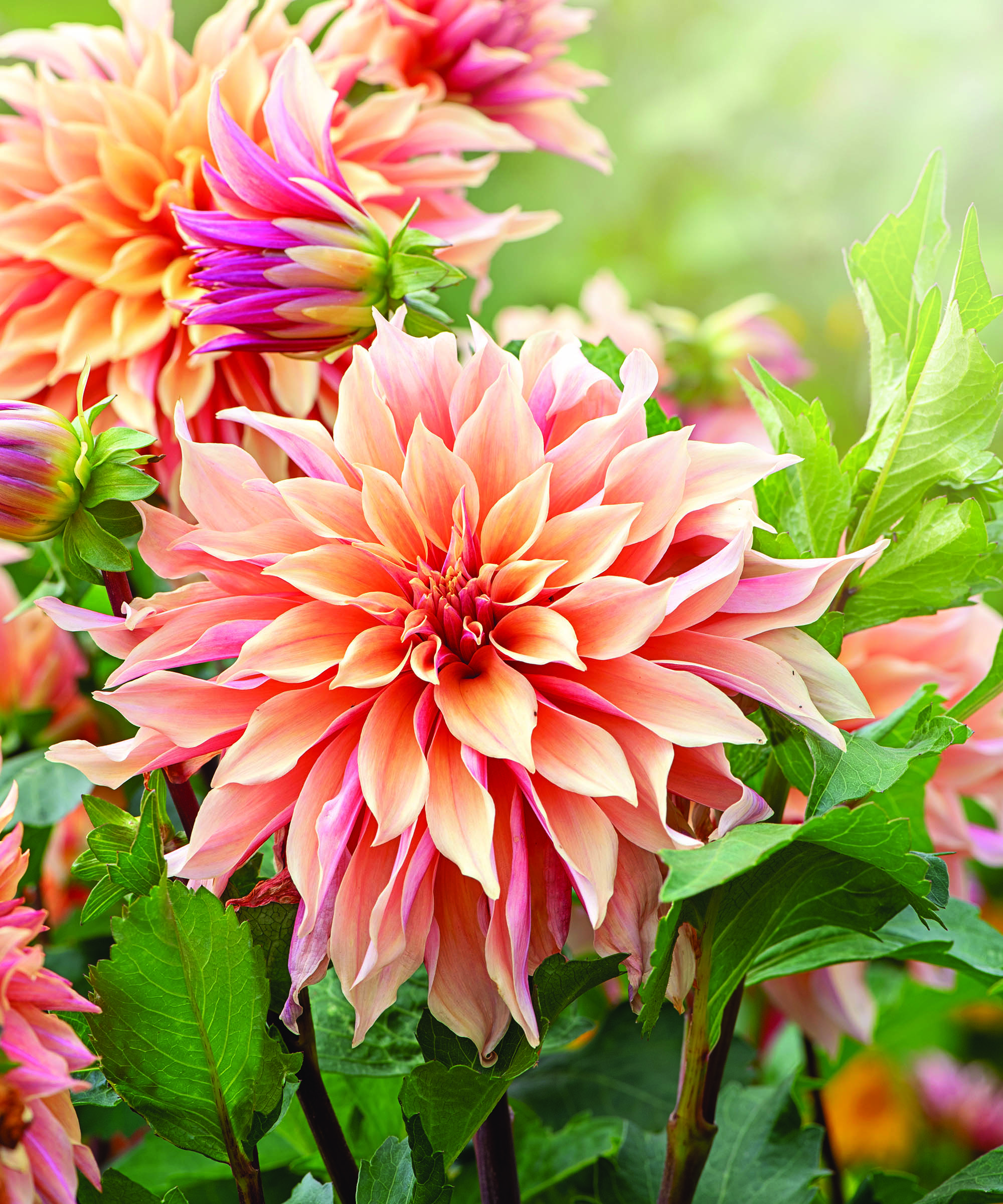 Close-up image of the beautiful peach coloured Decorative Dahlia flower also known as a Dinner Plate Dahlia