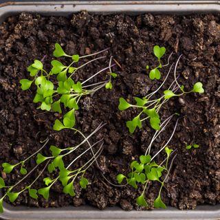 Leggy seedlings growing in seed tray