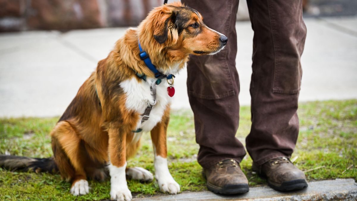 English Shepherd Dog