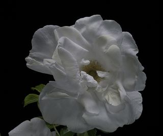 White rose in bloom on a black background