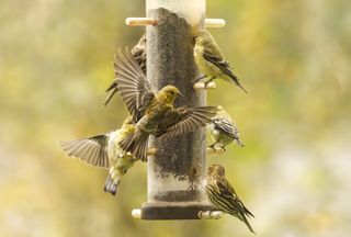 gold finches eating seed from a bird feeder