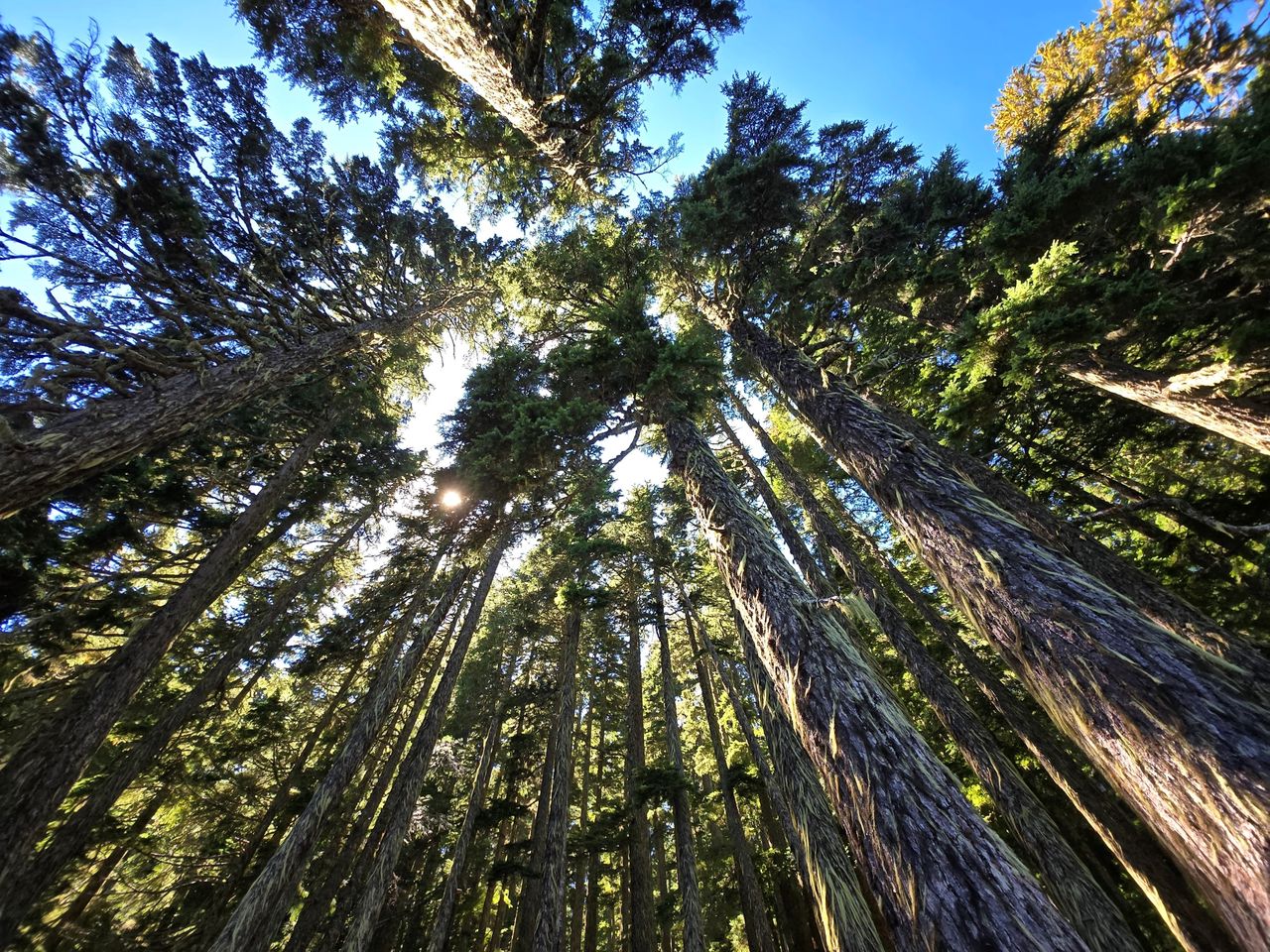 Trees