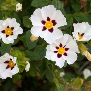 Semi double flowers of Cistus 'Snowfire'