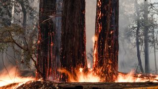 Some redwood trees burn near highway 236 in Boulder Creek, California, on Thursday, Aug. 20, 2020.