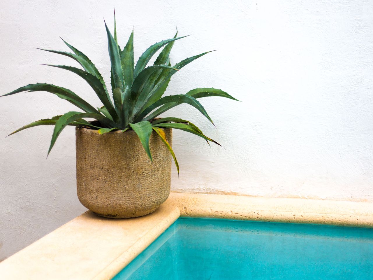 pool with aloe vera in pot 