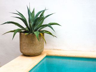 pool with aloe vera in pot