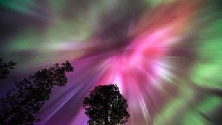 Pink and green auroras shine above trees