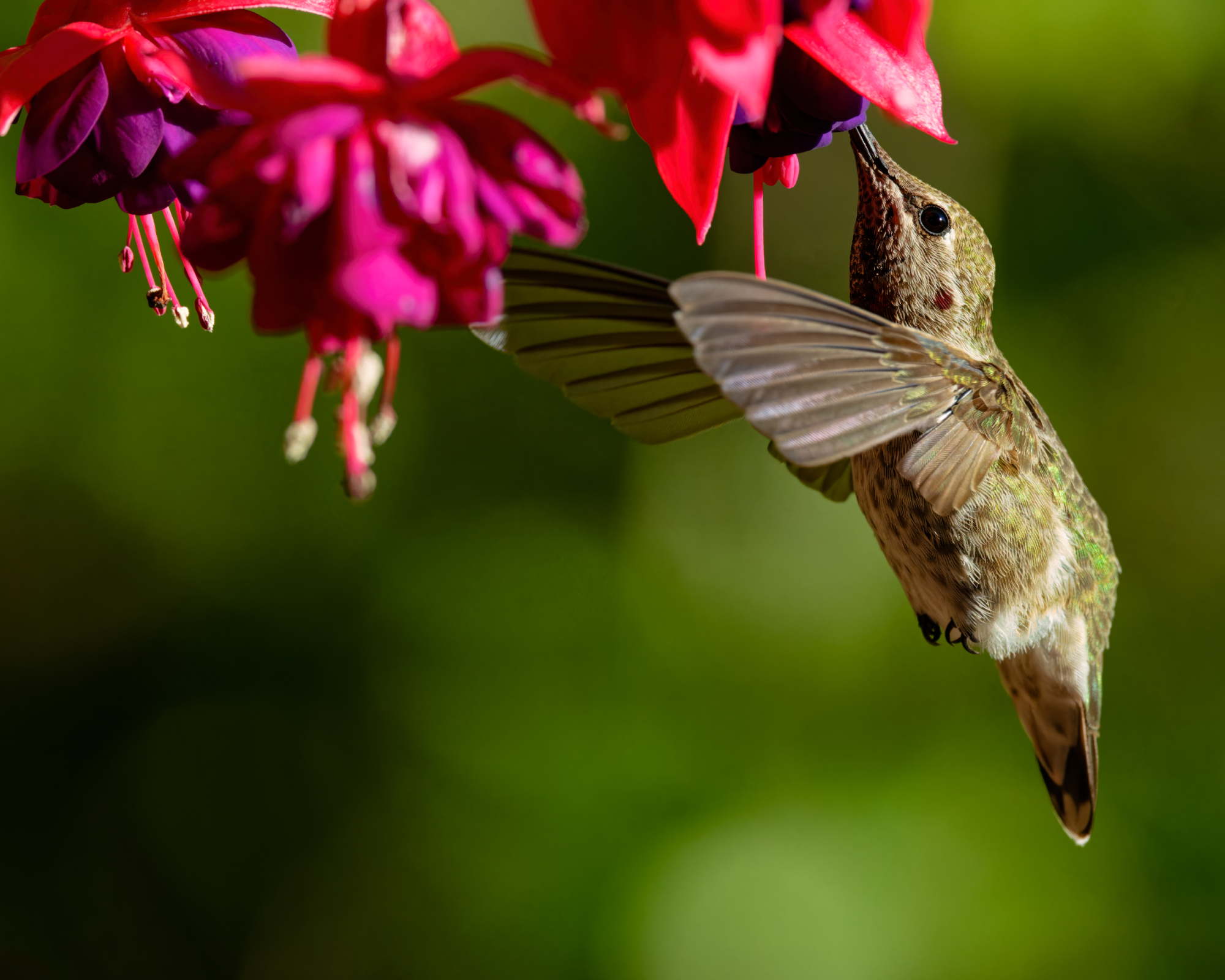 hummingbird feeding from fuchsia flower